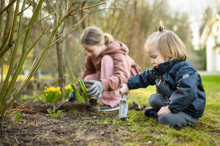 Big sister and her toddler brother planting hyacinth flowers on spring day. Children helping with spring chores. Kids exploring nature.の写真素材
