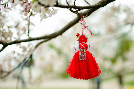 Bulgarian Martenitsa tied to a cherry tree branch. Symbol of national Bulgarian tradition. Blossoming cherry tree on sunny day in March.の写真素材