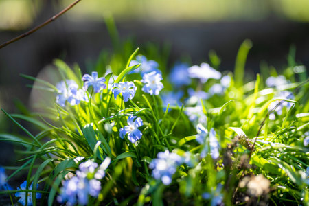 Closeup of blooming blue scilla luciliae flowers on sunny spring day. First spring bulbous plants. Selective focus with bokeh effect.の写真素材