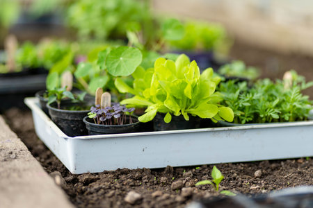 Plastic pots with various vegetables seedlings. Planting young seedlings on spring day. Growing own fruits and vegetables in a homestead. Gardening and lifestyle of self-sufficiency.の写真素材