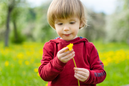 Cute toddler boy having fun in blossoming apple orchard on warm spring day. Active little boy picking flowers in city park. Active outdoor activities for family with kids.の写真素材