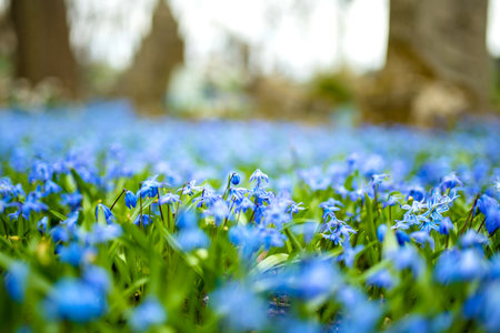 Scilla flowers blooming in the spring garden on the Alpine hill. Beautiful blue spring flowers on a sunny day.の写真素材