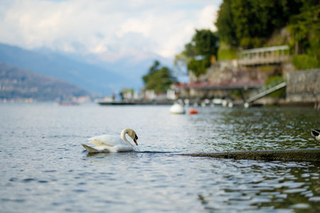Beautiful white swan swimming in the marina of Varenna, one of the most picturesque towns on the shore of Lake Como. Varenna, Lombardy, Italy.の写真素材