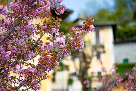 Cheery tree blossoming between colorful houses in Varenna, one of the most picturesque towns on the shore of Lake Como. Charming location with typical Italian atmosphere. Varenna, Lombardy, Italy.の写真素材