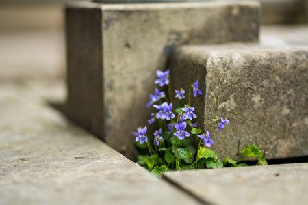 Fresh violet viola canadensis blossoming between stone bricks. Purple viola on sunny spring day. Blooming bush of violets in the park.の写真素材