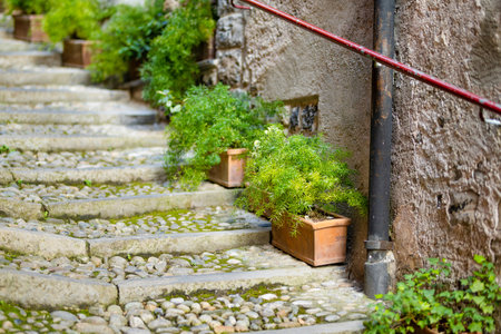 Green decorative plants in flower pots in Varenna, one of the most picturesque towns on the shore of Lake Como. Charming location with typical Italian atmosphere. Varenna, Lombardy, Italy.の写真素材