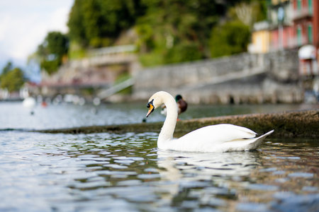 Beautiful white swan swimming in the marina of Varenna, one of the most picturesque towns on the shore of Lake Como. Varenna, Lombardy, Italy.の写真素材