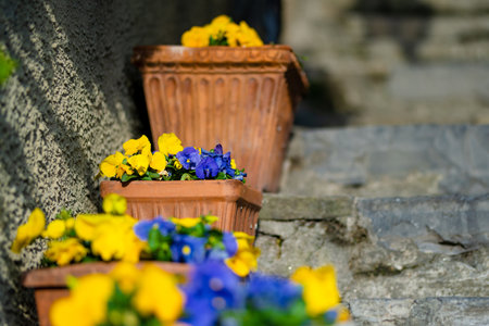 Yellow and blue pansies blossoming in flower pots in Varenna, one of the most picturesque towns on the shore of Lake Como. Charming location with typical Italian atmosphere. Varenna, Lombardy, Italy.の写真素材