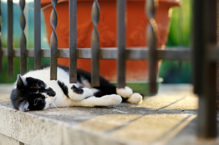 Stray cat sleeping on the street of Riomaggiore, the largest of the five centuries-old villages of Cinque Terre, located on rugged northwest coast of Italian Riviera, Liguria, Italy.の写真素材