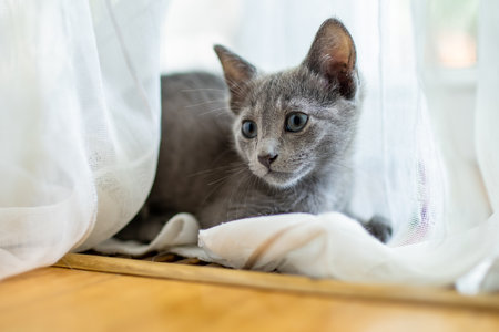Young playful Russian Blue kitten playing by the window. Gorgeous blue-gray cat with green eyes. Family pet at home.の写真素材