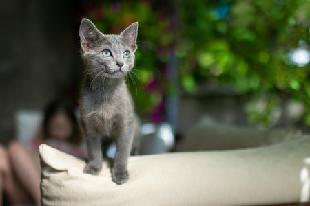 Young playful Russian Blue kitten playing outdoors. Gorgeous blue-gray cat with green eyes. Family pet at home.の写真素材