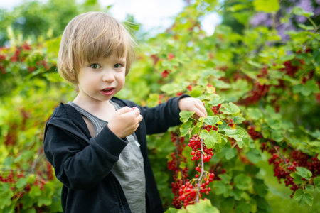 Cute toddler boy eating red currants in a garden on warm and sunny summer day. Fresh healthy organic food for small kids. Family activities in summer.の写真素材
