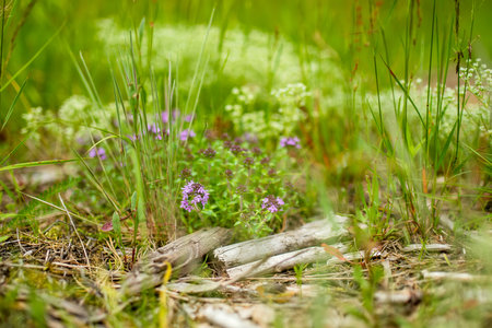 Details of beautiful mixed pine and deciduous forest, Lithuania, Europeの写真素材