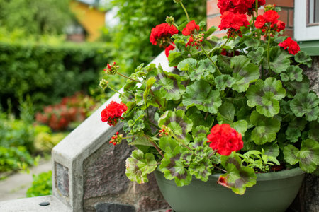 Bright red flowers of blossoming pelargonium plant. Geranium in a flower pot on a doostep.の写真素材