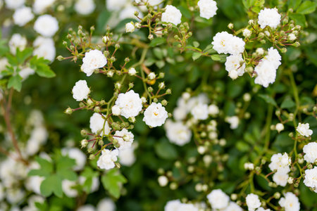 Beautiful white roses bush blossoming at the backyard on sunny summer dayの写真素材