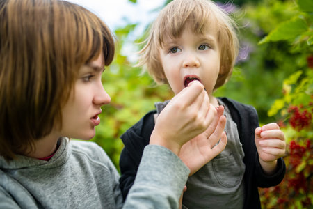 Big sister feeding her toddler brother red currants in a garden on warm and sunny summer day. Fresh healthy organic food for small kids. Family activities in summer.の写真素材