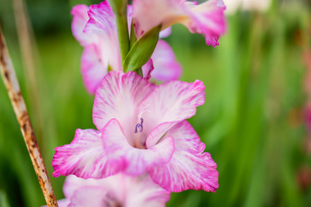 Colourful gladiolus or sword lily flowers blooming in the garden. Close-up of gladiolus flowers. Flowers blossoming in summer. Beauty in nature.の写真素材