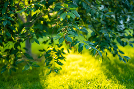 Beautiful green garden full ot trees, decorative plants and blossoming flowers. Beautiful summer day...