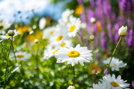 Beautiful chamomile flowers blossoming on sunny summer day. Nature scene with blooming white and yellow daisies. Summer flowers on a beautiful meadow.の写真素材