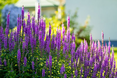 Purple loosestrife flowers blossoming in the garden on sunny summer day. Lythrum tomentosum or...