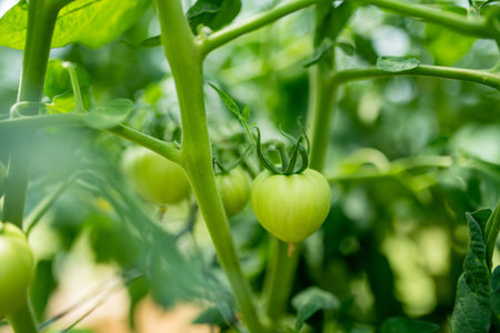 Ripening organic fresh tomatoes plants on a bush. Growing own fruits and vegetables in a homestead....