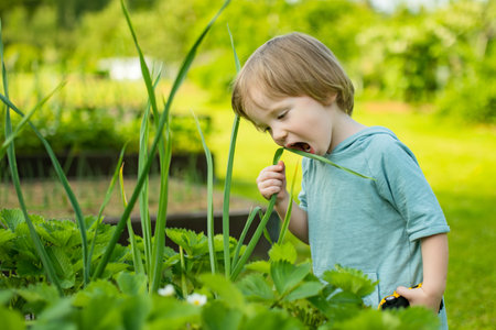 Adorable toddler boy having fun outdoors on sunny summer day. Child exploring nature. Summer activities for small kids.の写真素材