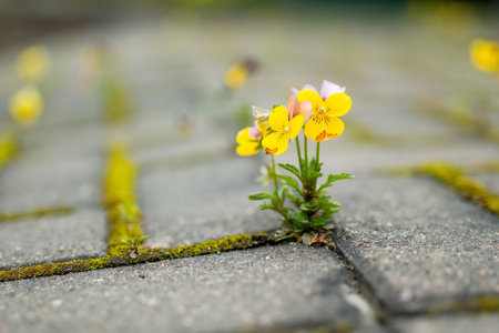 Beautiful violet and yellow colored pansies blooming in a garden. Beauty in nature.の写真素材