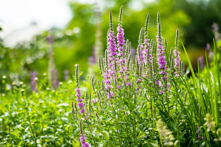 Purple loosestrife flowers blossoming in the garden on sunny summer day. Lythrum tomentosum or...