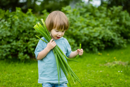 Adorable toddler boy having fun outdoors on sunny summer day. Child exploring nature. Summer activities for small kids.の写真素材