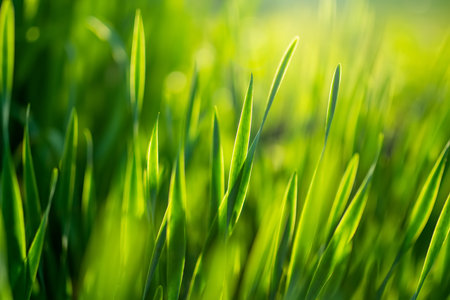 Lush uncut green grass in soft evening light. Perfect fresh lawn on summer evening. Beauty in nature.の写真素材
