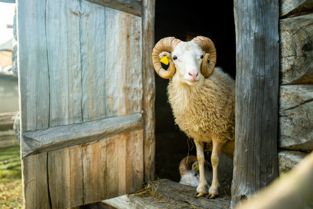 Sheep in the sheepfold. Adult sheep peeking from behind the fence. Livestock animals.の写真素材