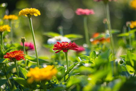 Red and orange zinnia flowers blossoming in summer garden. Beauty in nature.