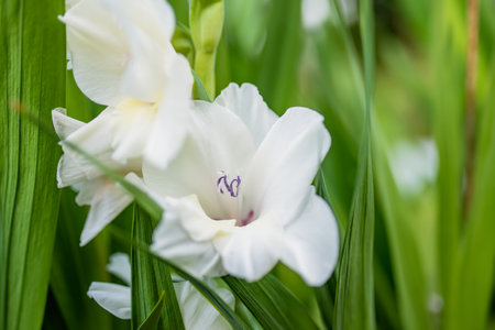 Colourful gladiolus or sword lily flowers blooming in the garden. Close-up of gladiolus flowers....