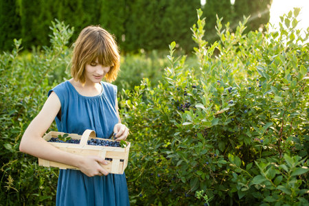 Cute young girl picking fresh berries on organic blueberry farm on warm and sunny summer day. Fresh healthy organic food. Family activities in summer.の写真素材