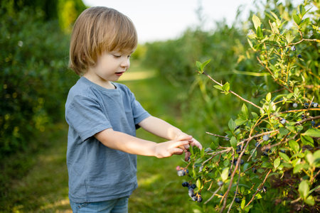Cute toddler boy picking fresh berries on organic blueberry farm on warm and sunny summer day. Fresh healthy organic food for small kids. Family activities in summer.の写真素材