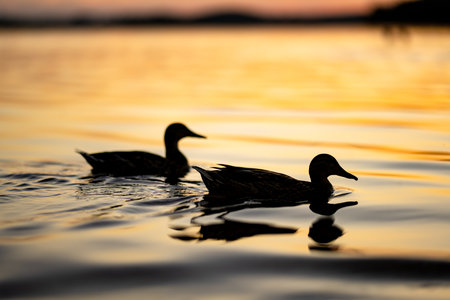 Silhouettes of ducks swimming in a river on summer sunset. Birds in nature.の写真素材
