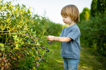 Cute toddler boy picking fresh berries on organic blueberry farm on warm and sunny summer day. Fresh healthy organic food for small kids. Family activities in summer.の写真素材