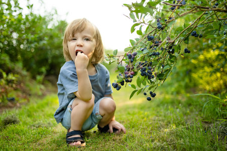 Cute toddler boy picking fresh berries on organic blueberry farm on warm and sunny summer day. Fresh healthy organic food for small kids. Family activities in summer.の写真素材