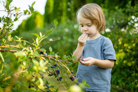 Cute toddler boy picking fresh berries on organic blueberry farm on warm and sunny summer day. Fresh healthy organic food for small kids. Family activities in summer.の写真素材