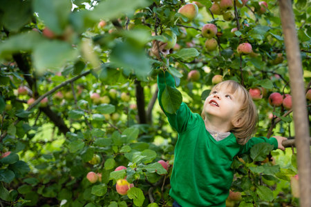 Cute toddler boy helping to harvest apples in apple tree orchard in summer day. Child picking fruits in a garden. Fresh healthy food for kids. Family nutrition in summer.の写真素材