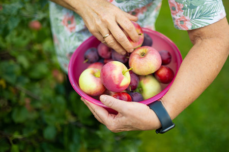 Woman holding a bowl full of fresh organic apples and plums. Harvesting apples and plums in an orchard on autumn day. Picking fruits in a garden. Fresh healthy food. Family nutrition in summerの写真素材