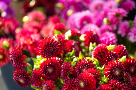 Beautiful colorful dahlia flowers sold in outdoor flower shop in Vilnius, Lithuania