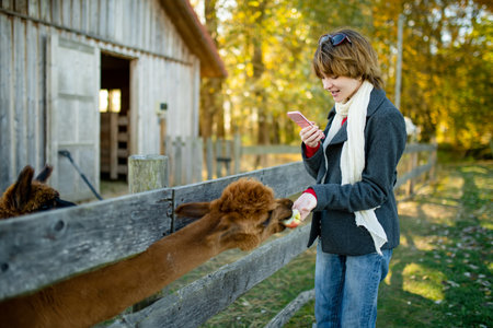 Cute young girl stroking an alpaca at a farm zoo on autumn day. Child feeding a llama on an animal farm. Kid at a petting zoo at fall. Active leisure children outdoor.の写真素材