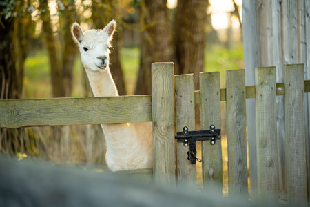 Cute llamas and alpacas on a farm. Watching animals in a zoo. Fun family activities in autumn.の写真素材