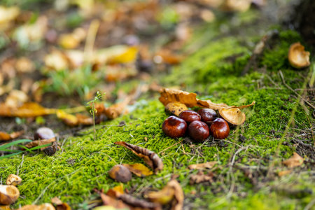 Chestnuts lying on the ground in autumn. Beauty in nature.の写真素材