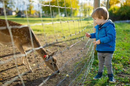 Toddler boy feeding wild deers at a zoo on autumn day. Children watching reindeers on a farm. Kids having fun at zoological garden.の写真素材