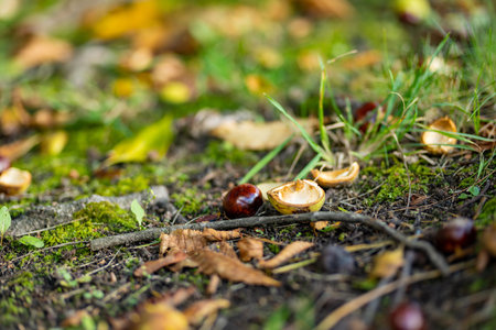 Chestnuts lying on the ground in autumn. Beauty in nature.の写真素材