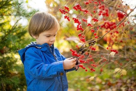 Funny toddler boy having fun outdoors on sunny autumn day. Child exploring nature. Kid playing in a city park. Autumn activities for small kids.の写真素材
