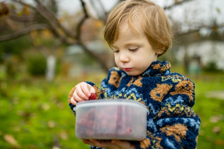 Cute toddler boy picking fresh berries on organic raspberry farm on warm autumn day. Harvesting fresh berries on fall day. Child harvesting in a garden.の写真素材