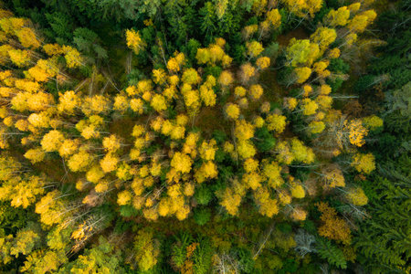 Aerial top down view of autumn forest with green and yellow trees. Mixed deciduous and coniferous forest. Beautiful fall scenery near Vilnius city, Lithuaniaの写真素材